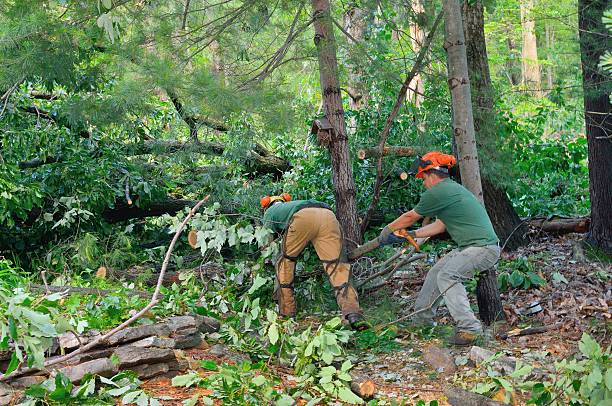 Best Tree Removal Contractors  in USA